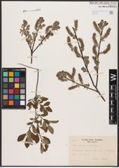 Foto von Salix aurita L. x Salix myrtilloides L.